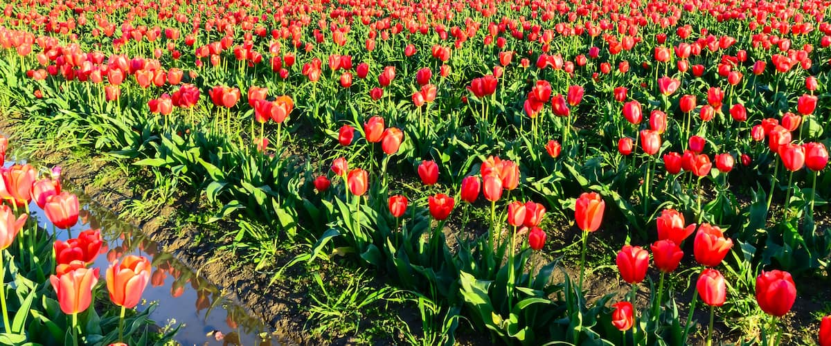 A vast tulip field with red and purple flowers, mountains in the background, and a clear sky.