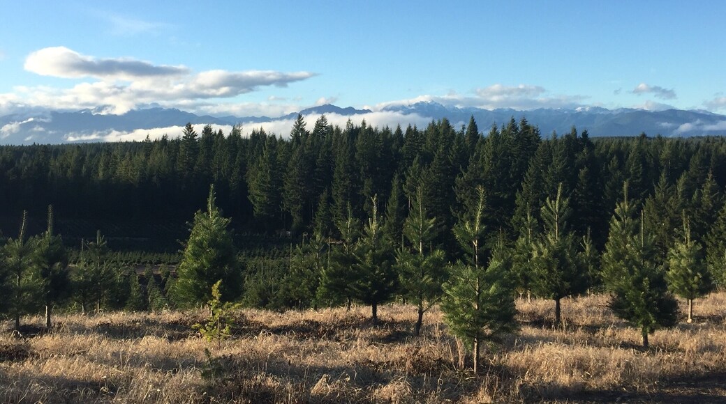 This is my favorite place to get a Christmas tree. Everyone is nice and the view is beautiful.