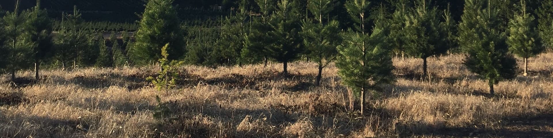 This is my favorite place to get a Christmas tree. Everyone is nice and the view is beautiful.