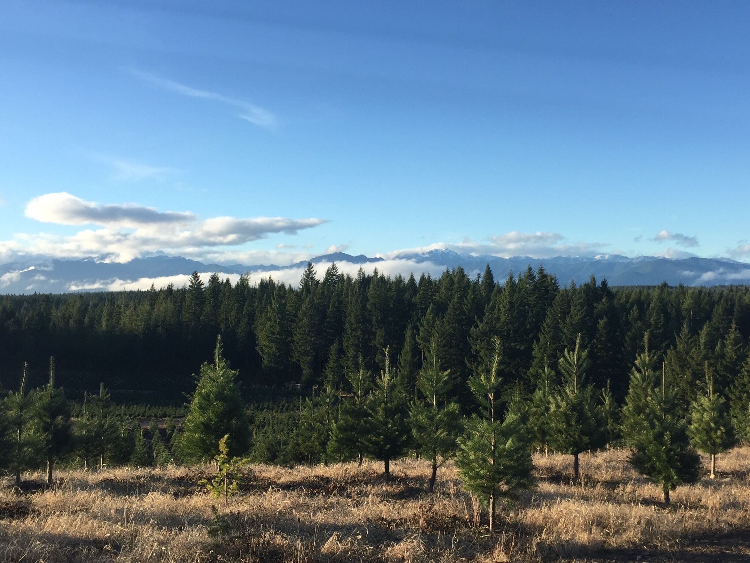 A forest with a mountain range in the background.