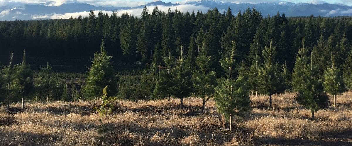 A forest with a mountain range in the background.