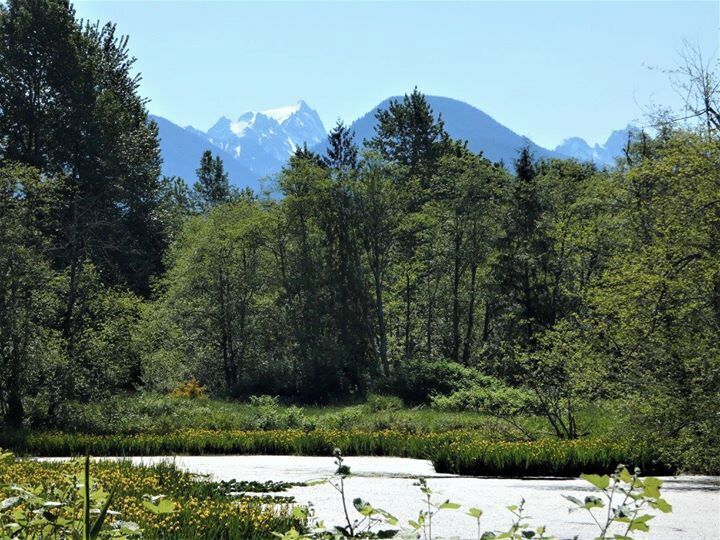 A forested area with a pond and mountains in the background.