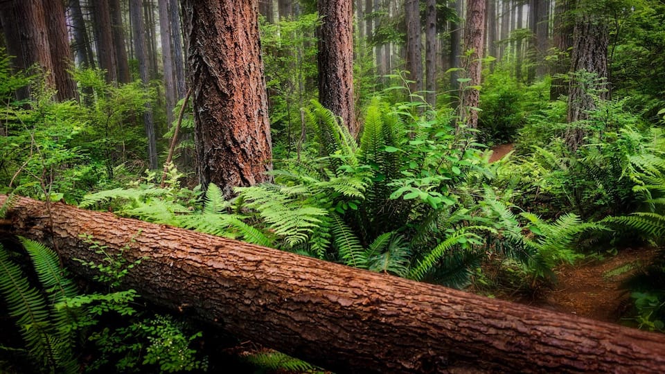 Trying my hand at a little #woodlandphotography
#hiking #trailwalk #LikeALocal