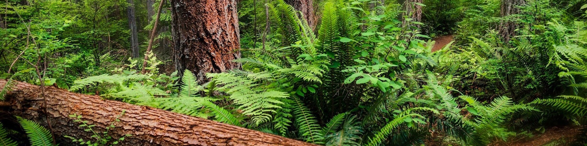 Trying my hand at a little #woodlandphotography
#hiking #trailwalk #LikeALocal