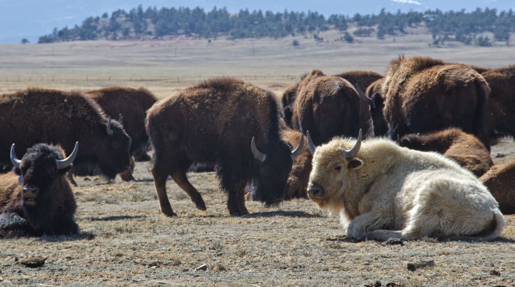 White Bison with Herd