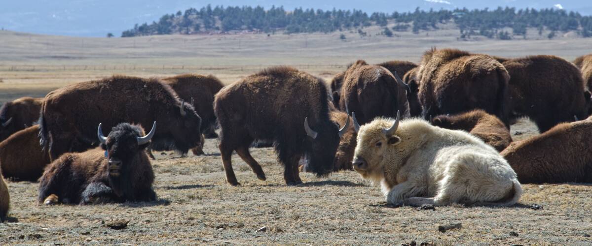 A herd of bison in a grassy field with a mountainous background.