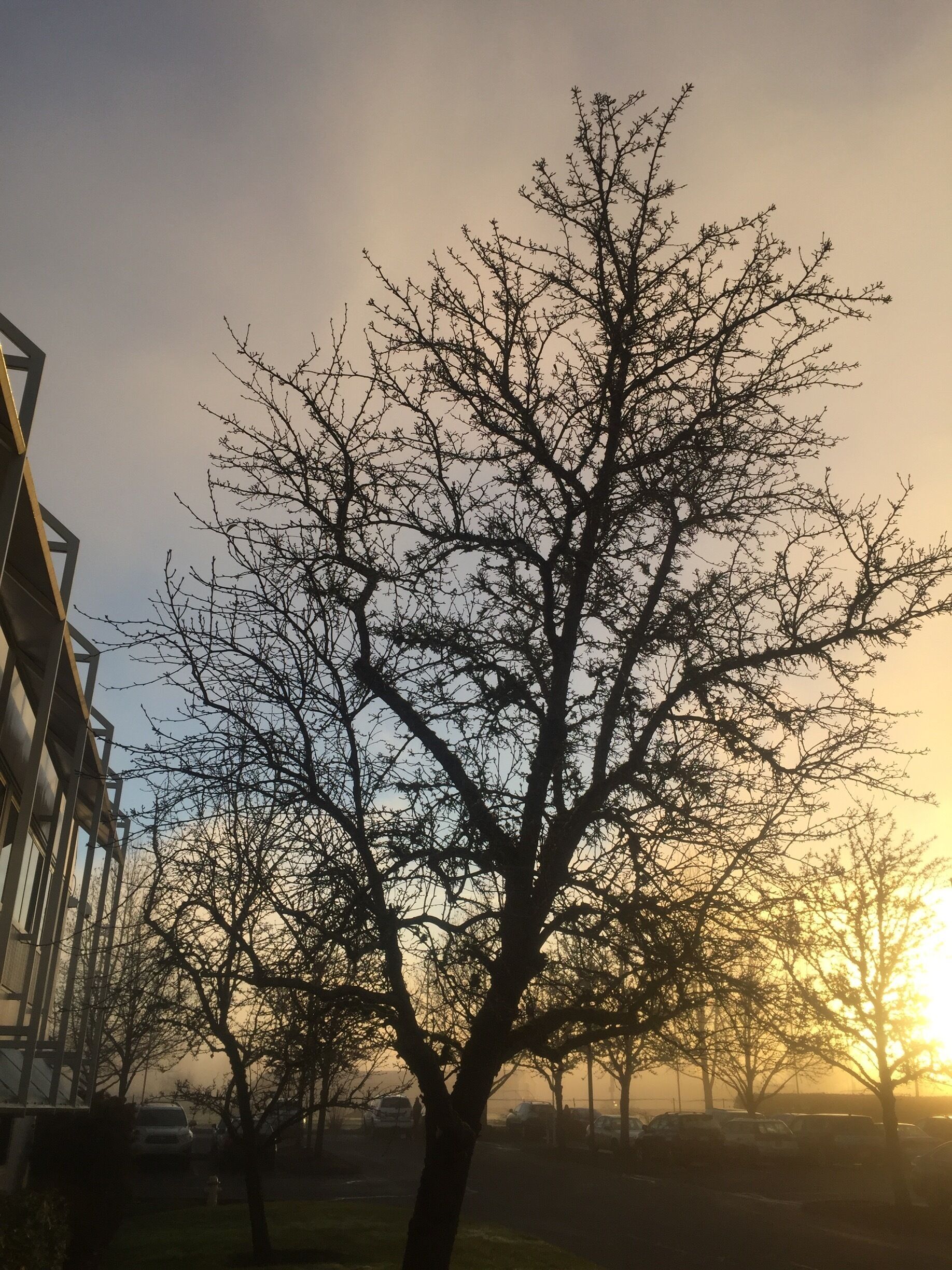 Bound to my desk, the strains of El Condor Pasa running through my head.  Just had to run out and take a photo of someting beautiful to clear my brain.