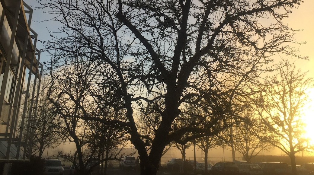 Bound to my desk, the strains of El Condor Pasa running through my head. Just had to run out and take a photo of someting beautiful to clear my brain.