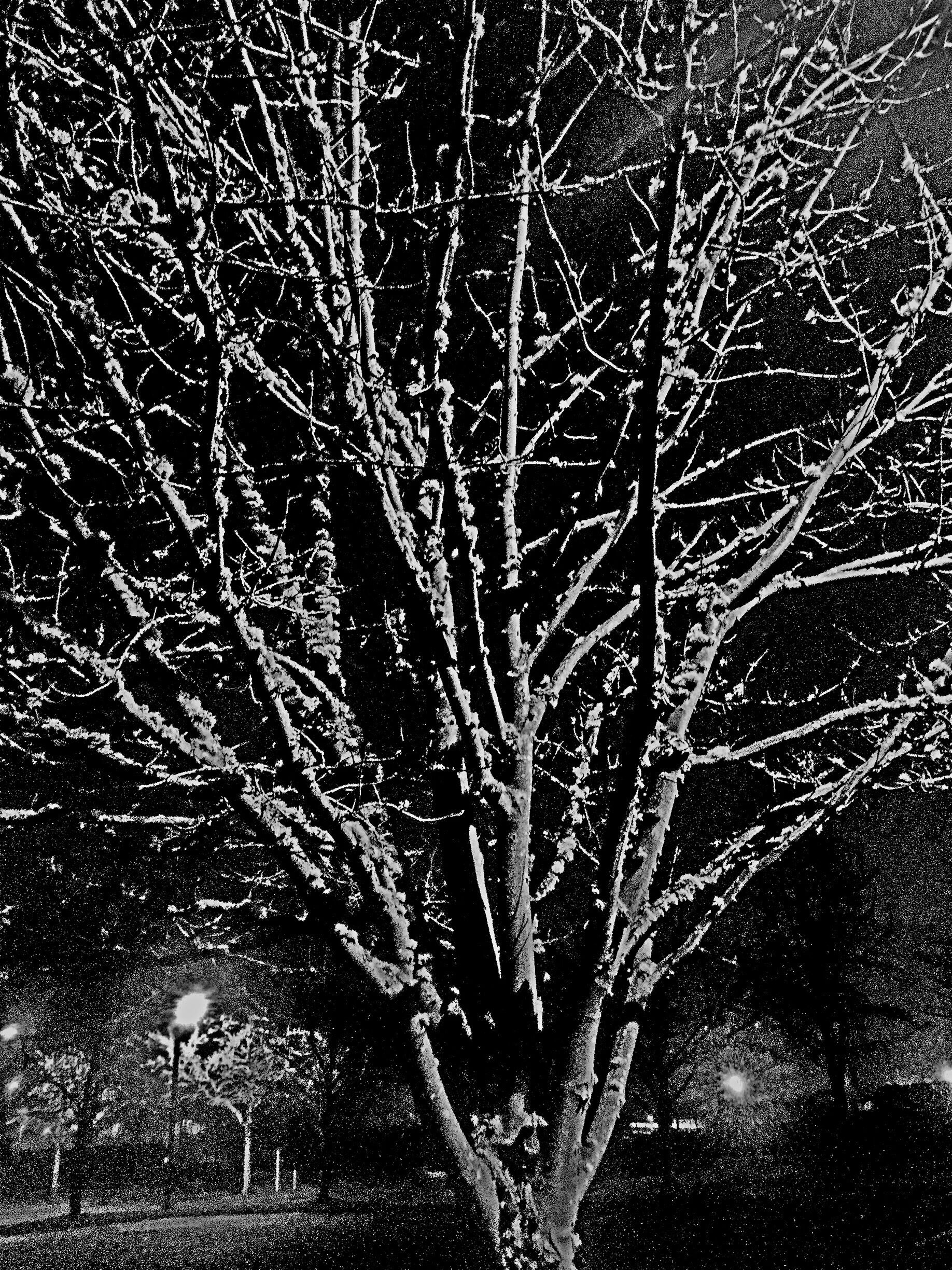 I drive into work each day, very, very early.  I'm the one who wakes up the chickens.  And each day I drive in, I park in front of this tree.  I suppose the odds were pretty good that I'd take a picture of it someday.