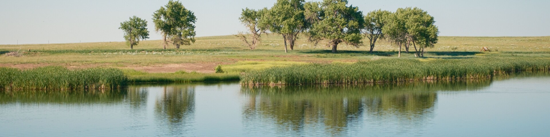 Um lago calmo com margem gramada, rodeado por árvores e juncos.