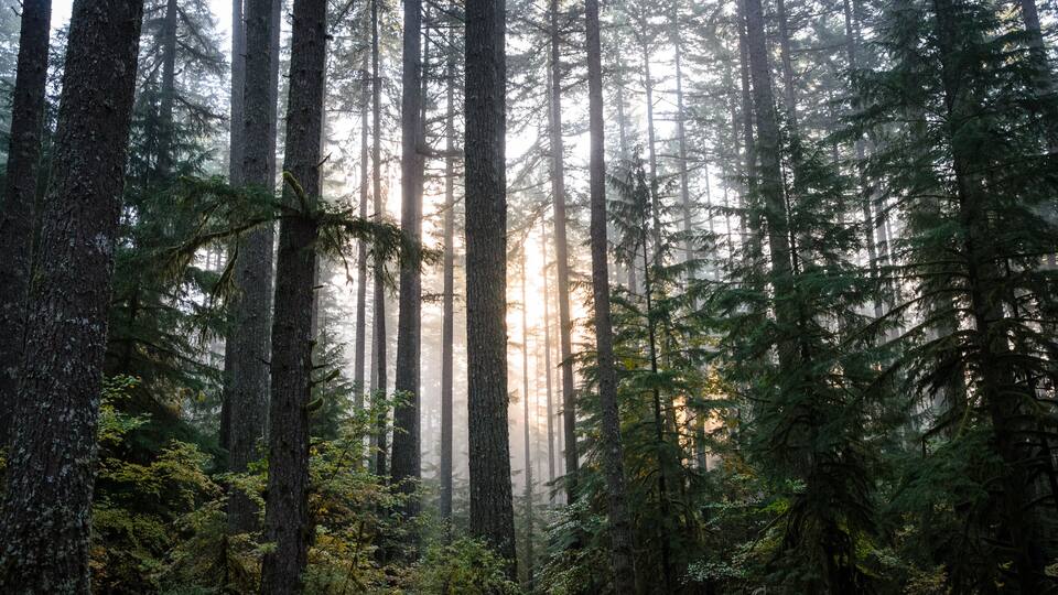 Ein dichter Wald mit hohen Bäumen und Sonnenlicht, das durch das Blätterdach scheint.
