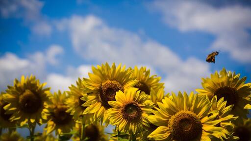 Loving all the sunflowers in Kansas