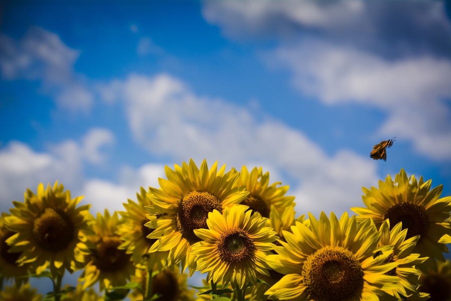 Loving all the sunflowers in Kansas