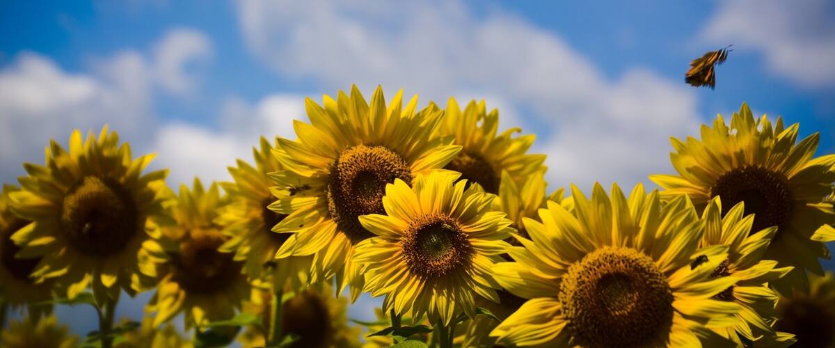 A field of sunflowers with a bee flying in the sky.