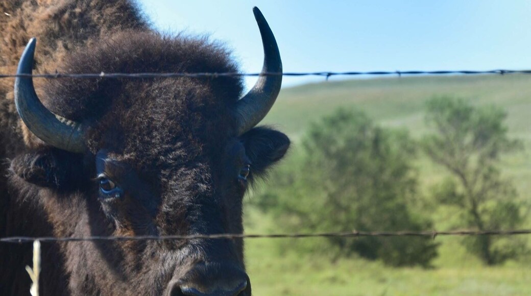 Buffalo are abundant all over Standing Rock. Impressive! Nature