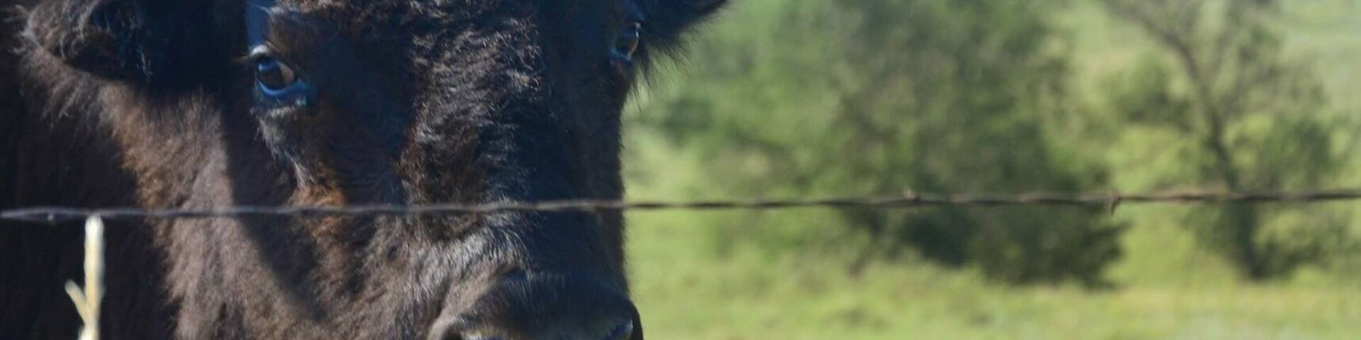 Buffalo are abundant all over Standing Rock. Impressive! Nature