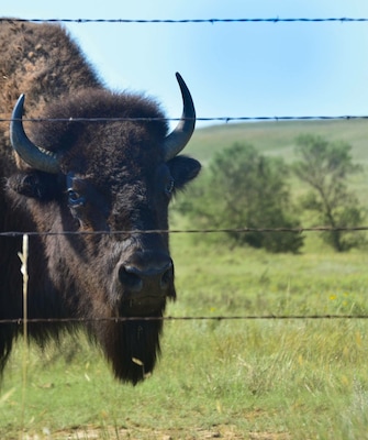 Buffalo are abundant all over Standing Rock. Impressive! Nature