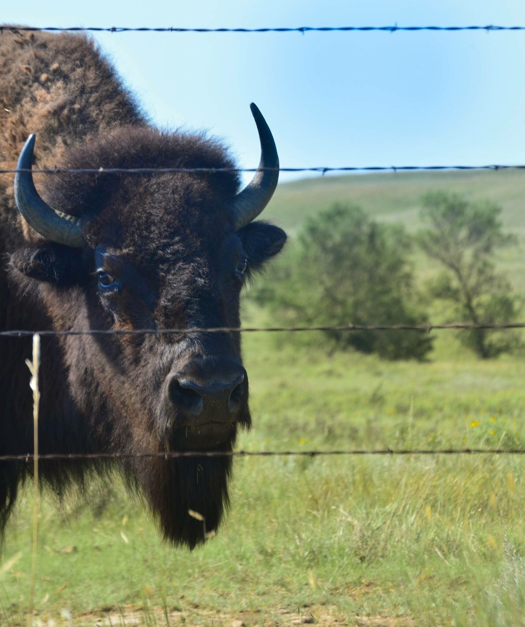 A bison with large horns standing behind a barbed wire fence in a grassy field.
