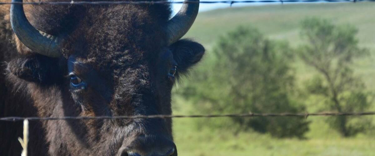 A bison with large horns standing behind a barbed wire fence in a grassy field.