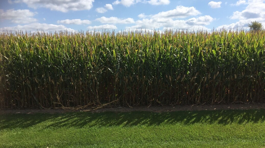 Just a nice sunny day in the Wisconsin corn fields.