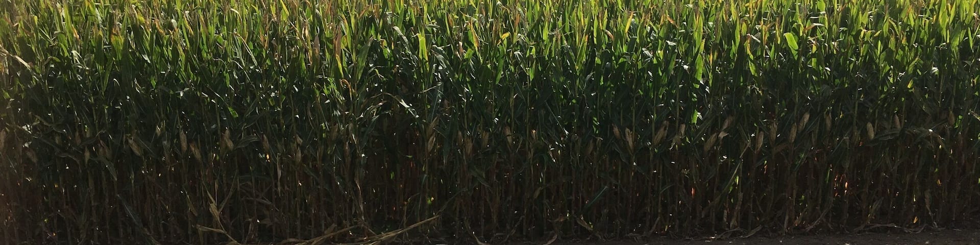 Just a nice sunny day in the Wisconsin corn fields.