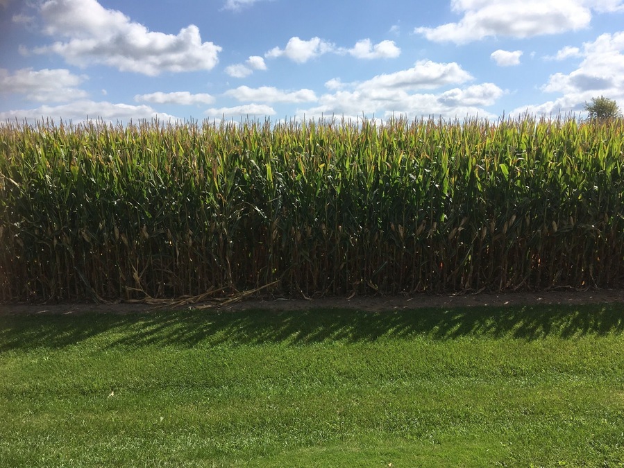 Just a nice sunny day in the Wisconsin corn fields.