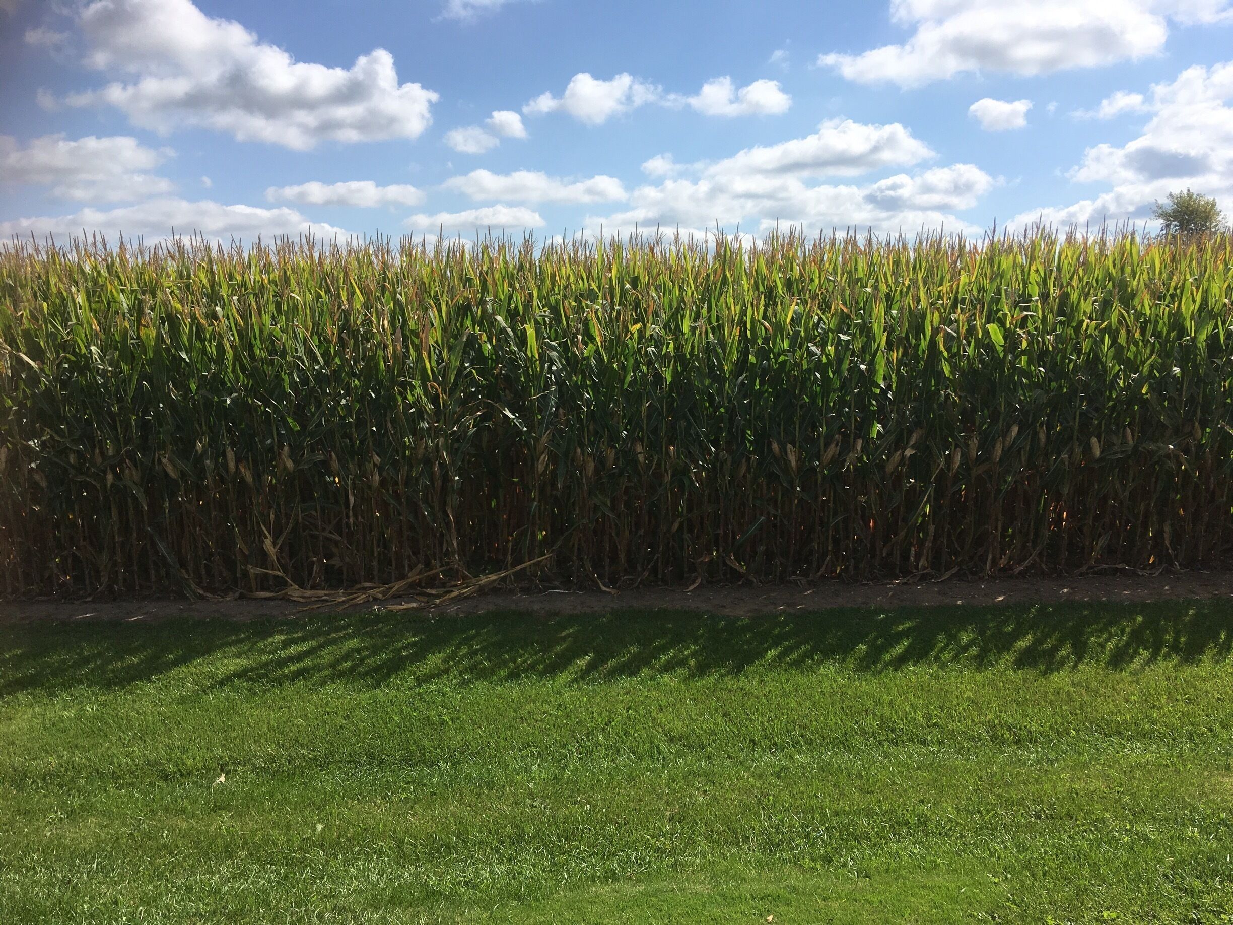 A field of corn with a clear sky and scattered clouds.