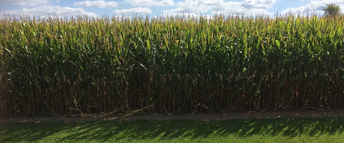 A field of corn with a clear sky and scattered clouds.