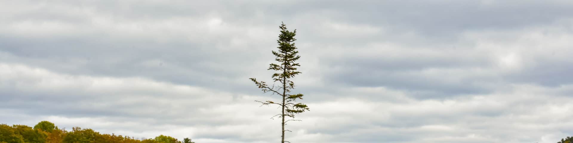 Pine tree reflection, Iargo Springs, Huron National Forest, Up North in Michigan