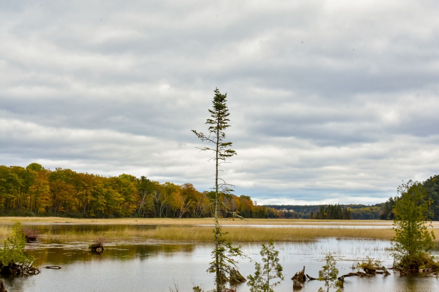 Pine tree reflection, Iargo Springs, Huron National Forest, Up North in Michigan