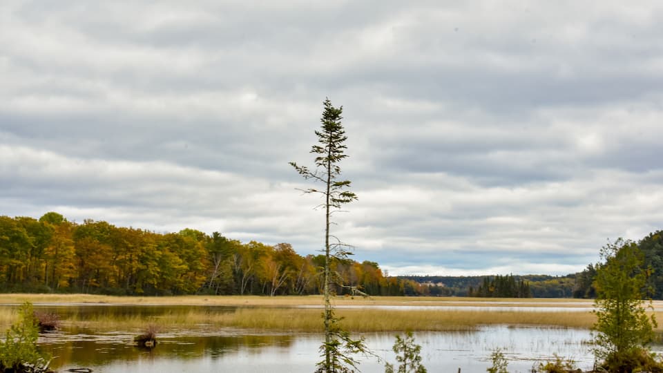 A calm lake with a solitary tree in the center, surrounded by autumn-colored trees and a cloudy sky.
