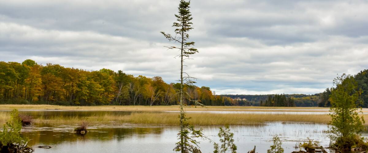 A calm lake with a solitary tree in the center, surrounded by autumn-colored trees and a cloudy sky.