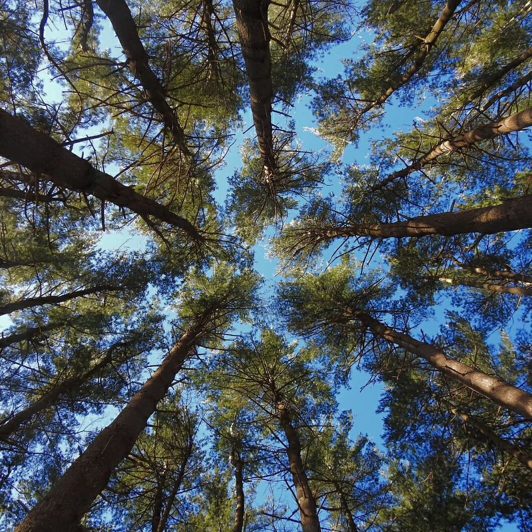 Brukner Nature Center has 6 miles of trails through forest, ravines and wetlands. There's also an area for wildlife rehabilitation where you can see a variety of different native animals.

#Trovember