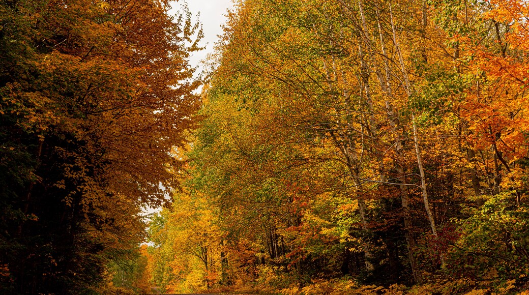 Northwoods Fall Color
