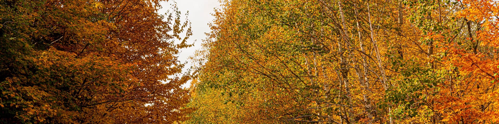 Northwoods Fall Color