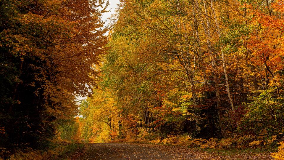A forested path with autumn foliage.
