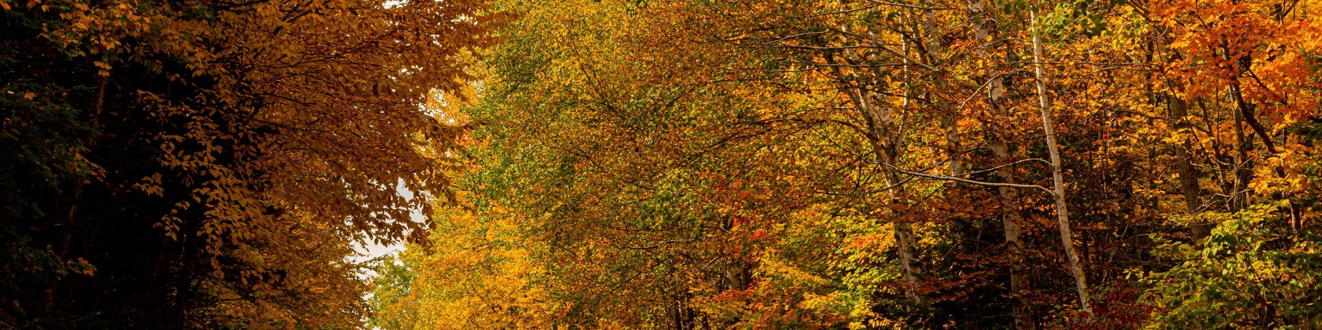 Northwoods Fall Color