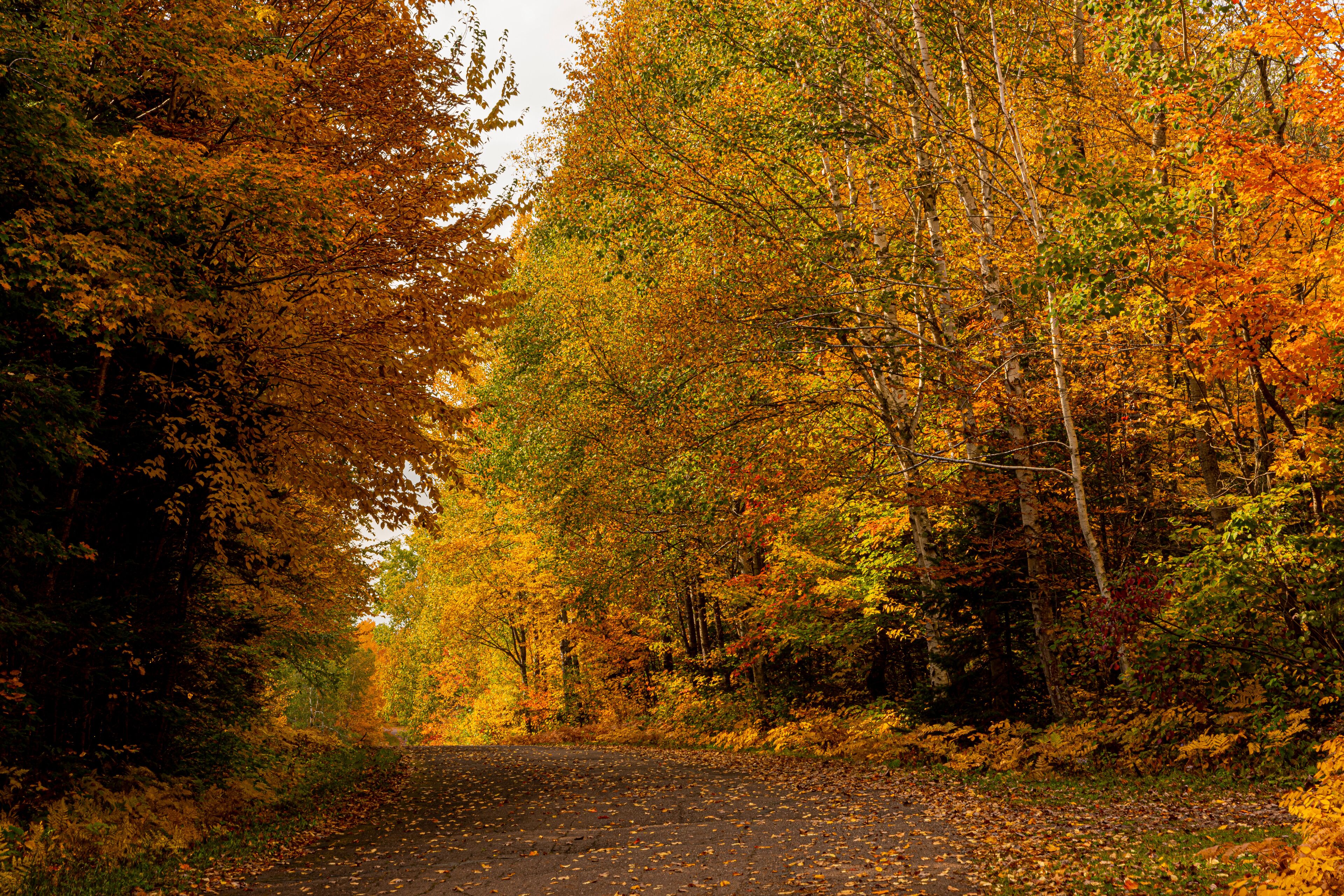 A forested path with autumn foliage.