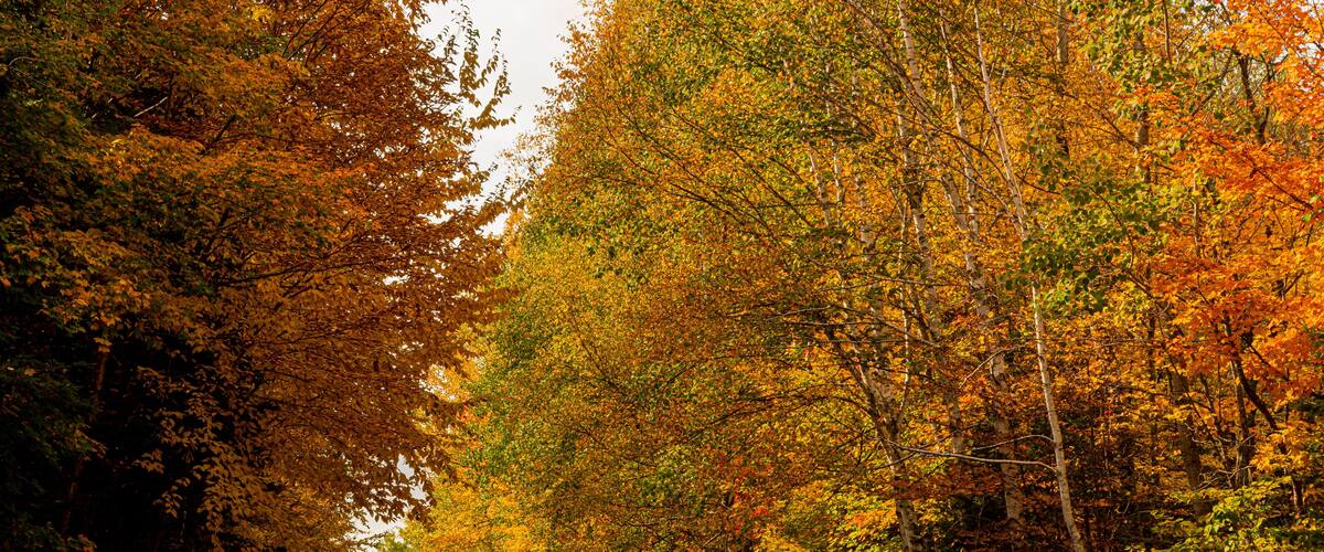 A forested path with autumn foliage.