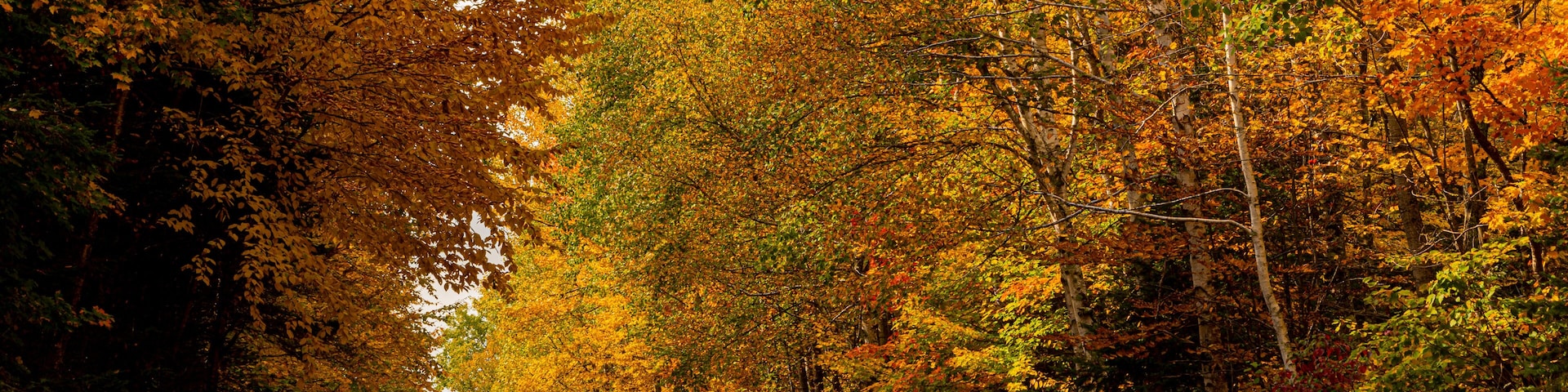 A forested path with autumn foliage.