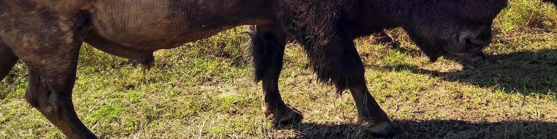 There are wild bison!! Take your zoom lens camera and your hiking boots. And remember to stay 100 yards away from the bison. #Trovember #LifeAtExpedia
