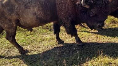 There are wild bison!! Take your zoom lens camera and your hiking boots. And remember to stay 100 yards away from the bison. #Trovember #LifeAtExpedia