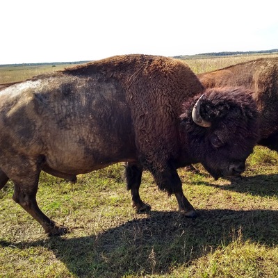 There are wild bison!! Take your zoom lens camera and your hiking boots. And remember to stay 100 yards away from the bison. #Trovember #LifeAtExpedia