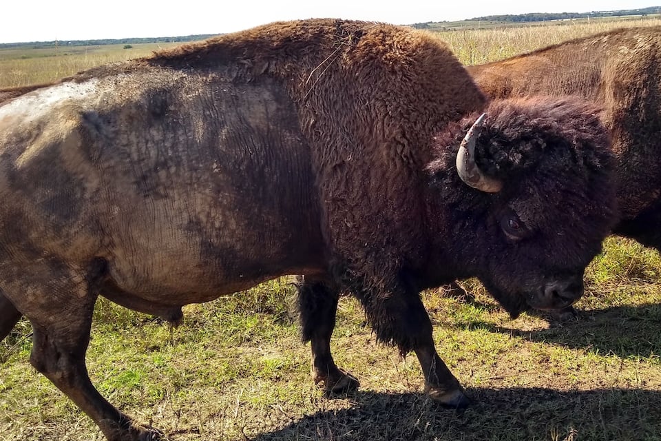 A bison in a grassy field.