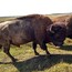 Un bisonte en un campo cubierto de hierba.