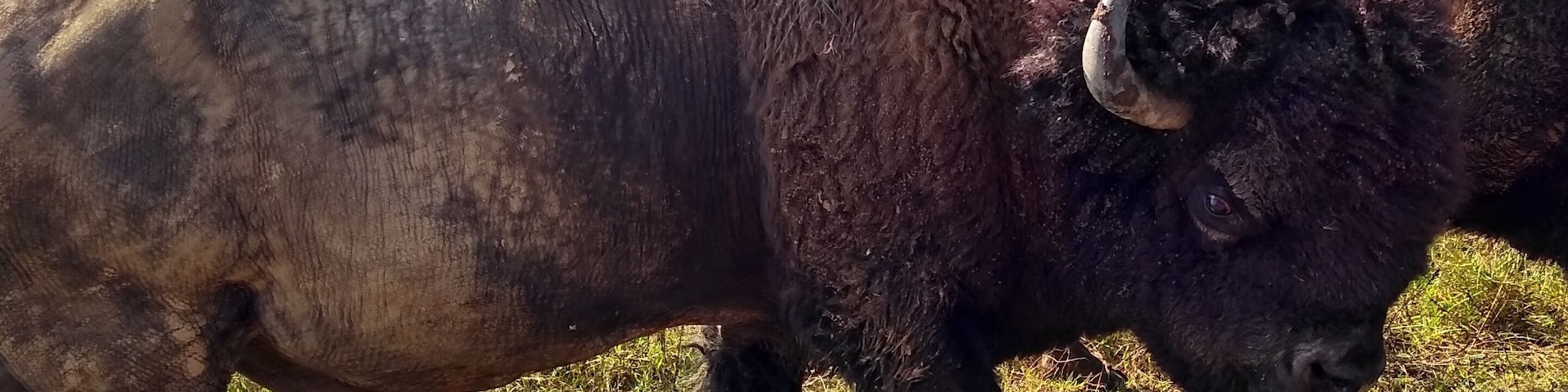 There are wild bison!! Take your zoom lens camera and your hiking boots. And remember to stay 100 yards away from the bison. #Trovember #LifeAtExpedia