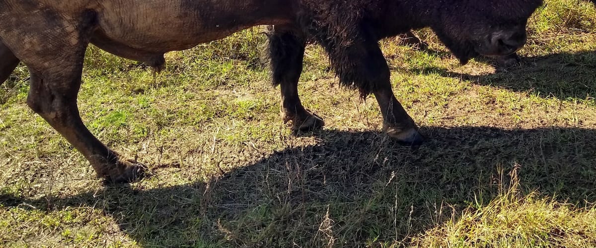 A bison in a grassy field.