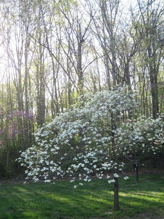The Missouri State Tree - Dogwood