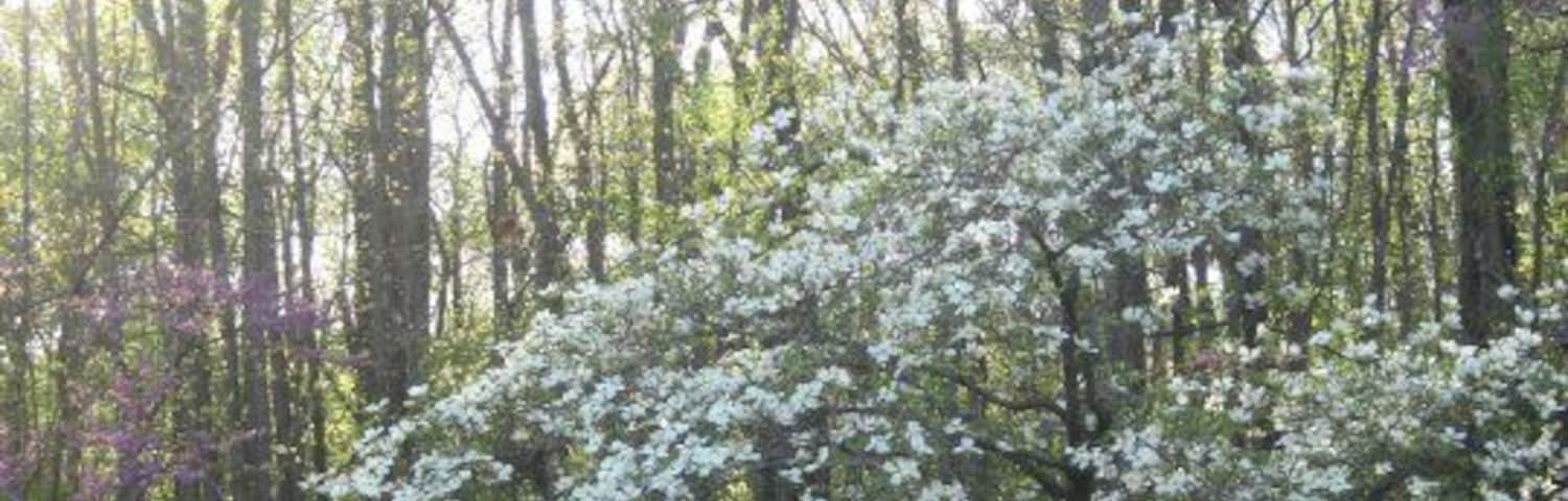 The Missouri State Tree - Dogwood