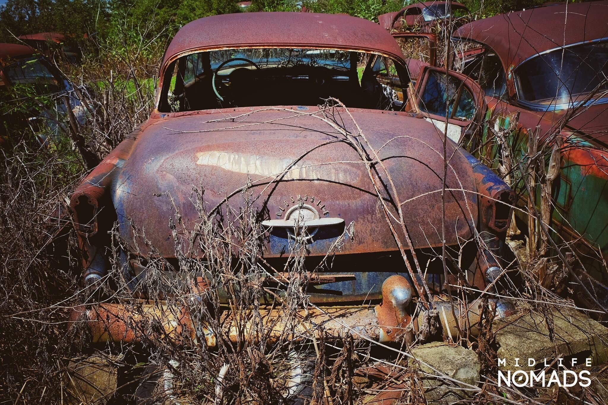 A rusted vintage car surrounded by overgrown vegetation.